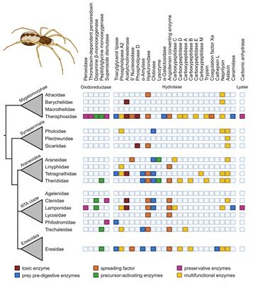 A roadmap to the enzymes from spider venom: biochemical ecology, molecular diversity, and value for the bioeconomy
